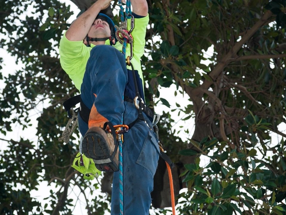 Qualified arborist working in a mature tree during a property survey in Herefordshire